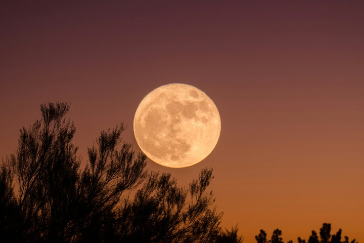 Full moon in a purple-orange sky above silhouette of tree branches.